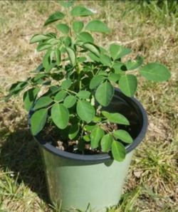 🌿  Moringa / Malunggay Seedlings - 100% Organically Grown   