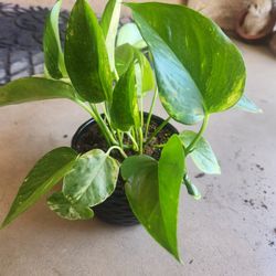 Golden pothos 