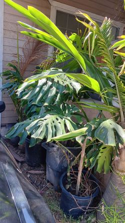 5 feet Monstera plant