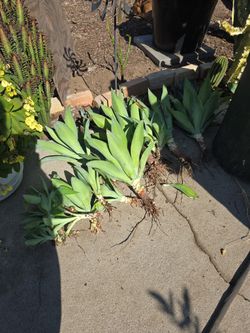 Agave Blue Flame