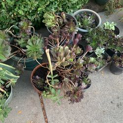 Plants For Sale $7.00 Each 