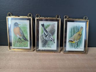Vintage Arm And Hammer Bird Identification Cards In Gold Pressed Frames 