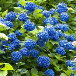 Nikko Blue Hydrangeas Perennial Plants