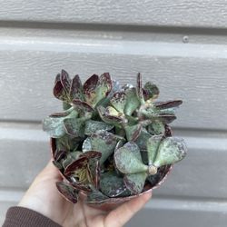 4” Andromiscus Succulent