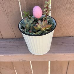 Succulent Arrangement Only $20 Jackson Ridge Ave 