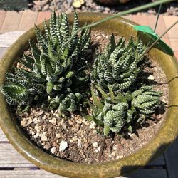 Haworthia Coarctata Succulent Plant In A Ceramic Glazed Pot 
