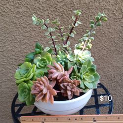 Fresh Succulent Arrangements