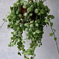 Dischidia String Of Nickels