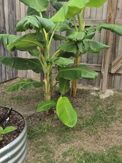 💢💢💢 BANANA PLANTS NOW AVAILABLE!!!