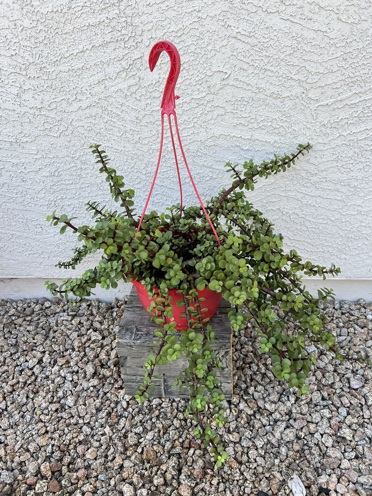 Succulent Plant In Hanging Pot