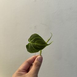 Philodendron Verrucosum Plant Cuttings
