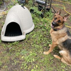 Dog House