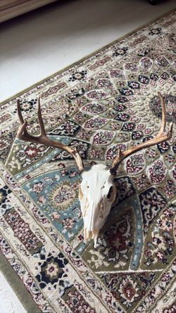 Deer skull