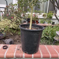 Australian Red Finger Lime Tree 5 Gallon