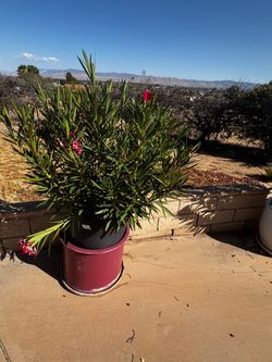Plants for sale