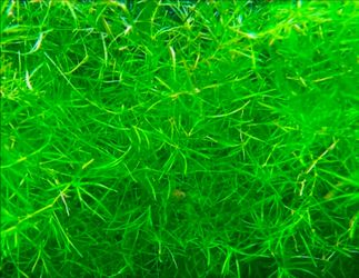 Najas Guppy Grass - Najas Guadalupensis Fish Tank Aquarium Freshwater Plant