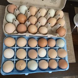 Fresh Farm Eggs For Sale