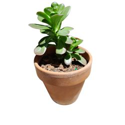 Healthy Succulent Plant In Terracotta Planter 