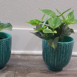 Artificial plants and shelf