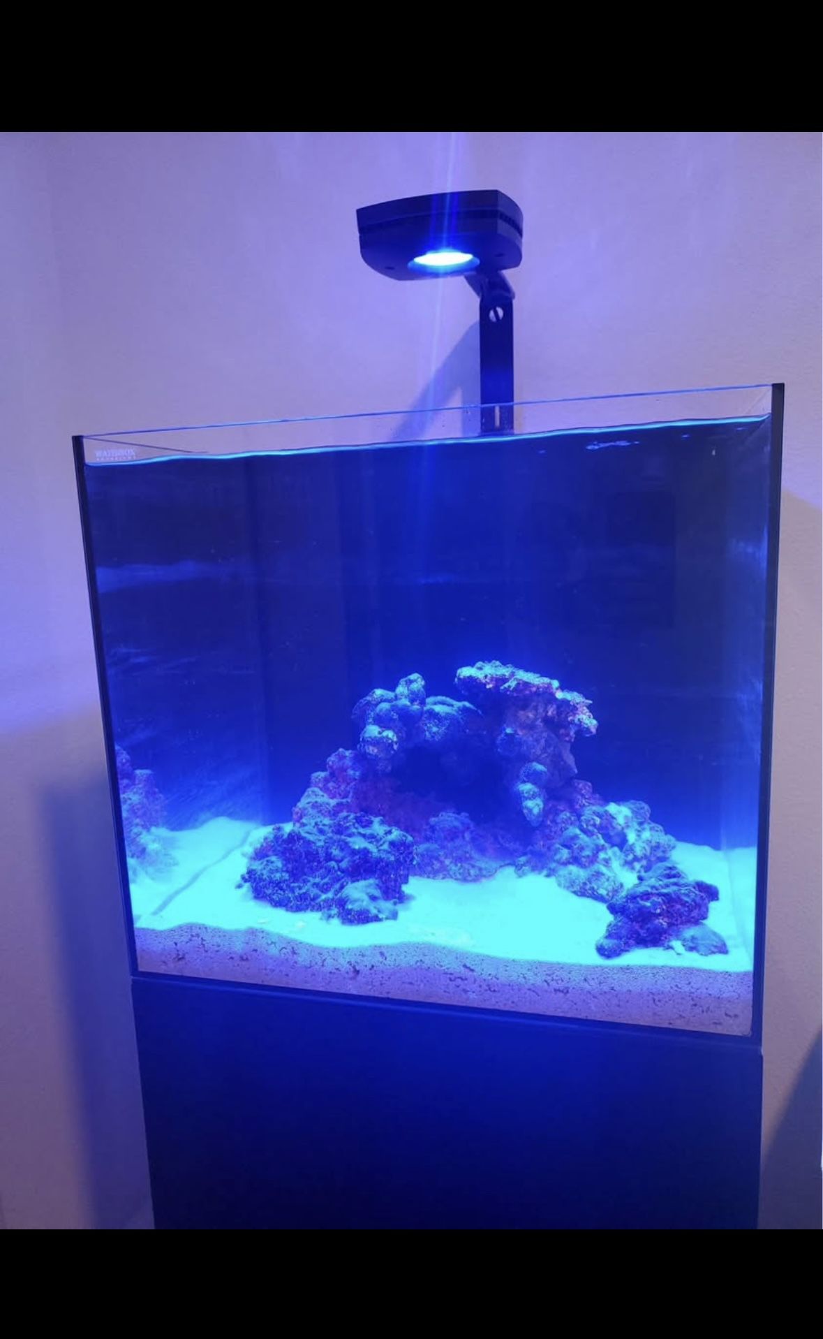 WaterBox 20gallon AIO FULL set Up Saltwater