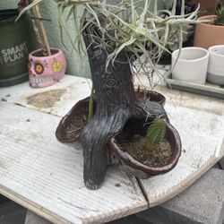 Potted Plant 