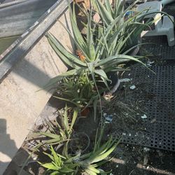 Aloe Plants All Sizes