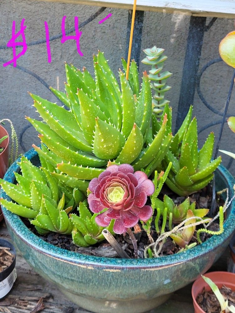 Different Varieties Of Succulents $14 Plants Only. Pot Not Included