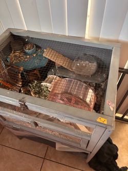 Six month old hamster and  enclosure