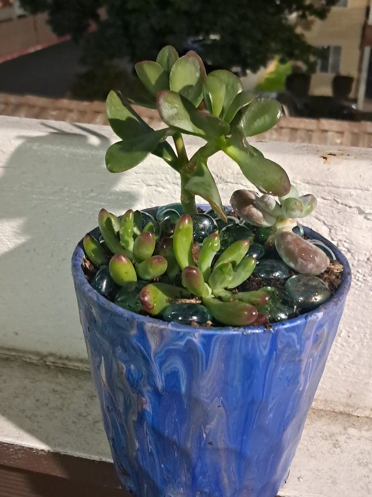 Succulents & House Plants