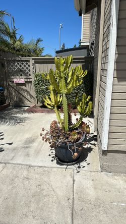 Cactus