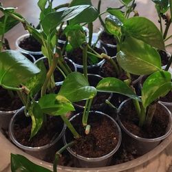 Epipremnum Pinnatum Plant - Also known as Dragon Tail