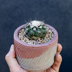 Copiapoa Esmeraldana