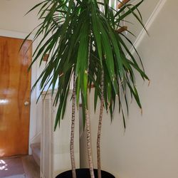6ft TALL PLANT