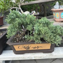 Bonsai Juniper 
