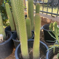 Antorcha Cactus $60