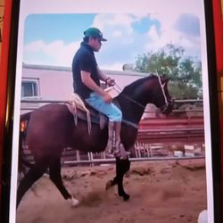  Brown And Black Horse