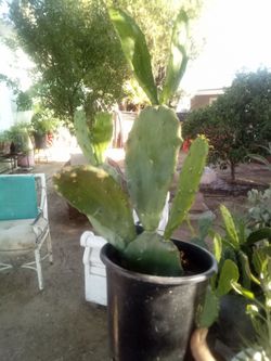 Large Blooming Prickly Pear Cactus in Pot – Rare Variety, Actively Flowering!