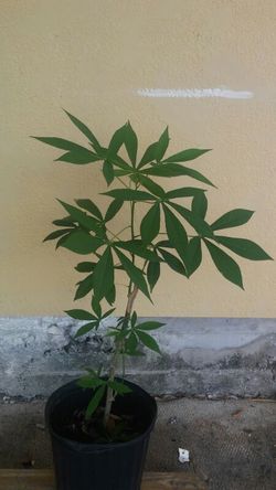 Yucca plants