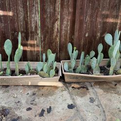 Cactus - Nopales