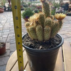 Flowering Copper King Cactus In 6inch Pot 