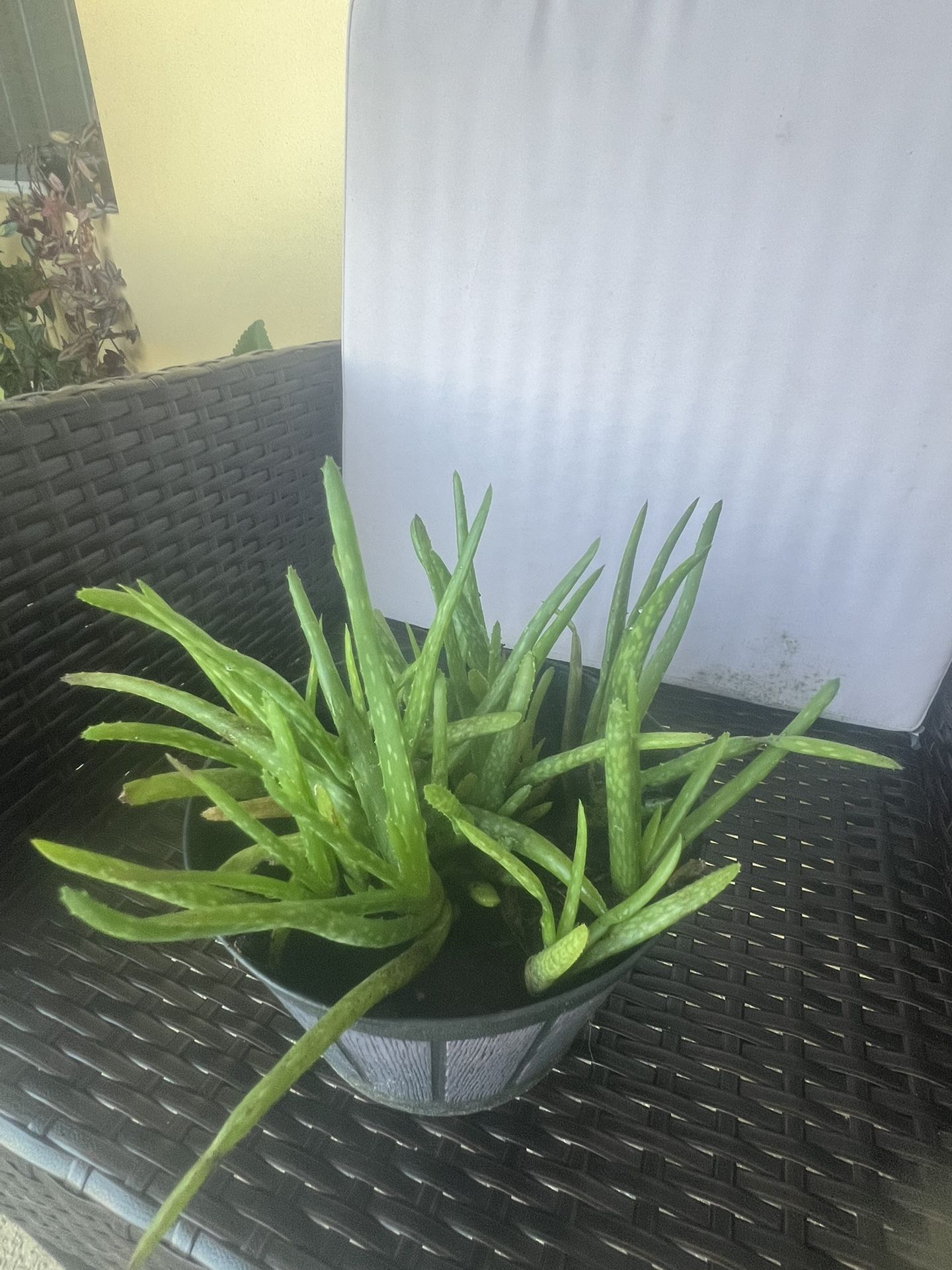 Aloe Vera Plant