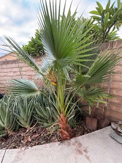Big palm tree