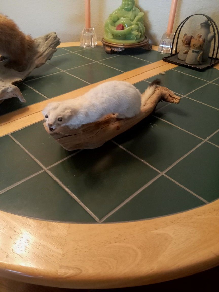 Taxidermy