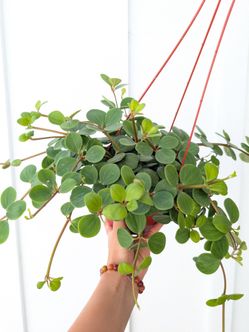 Pepperomia Hope Plant 6" Pot - Indoor House Plants