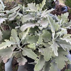 Velvet Succulent Plant/ O Kalanchoe oreja de elefante,