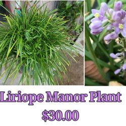 Liriope Manor Plant 