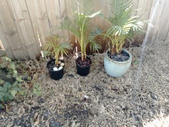 Aureka Palms