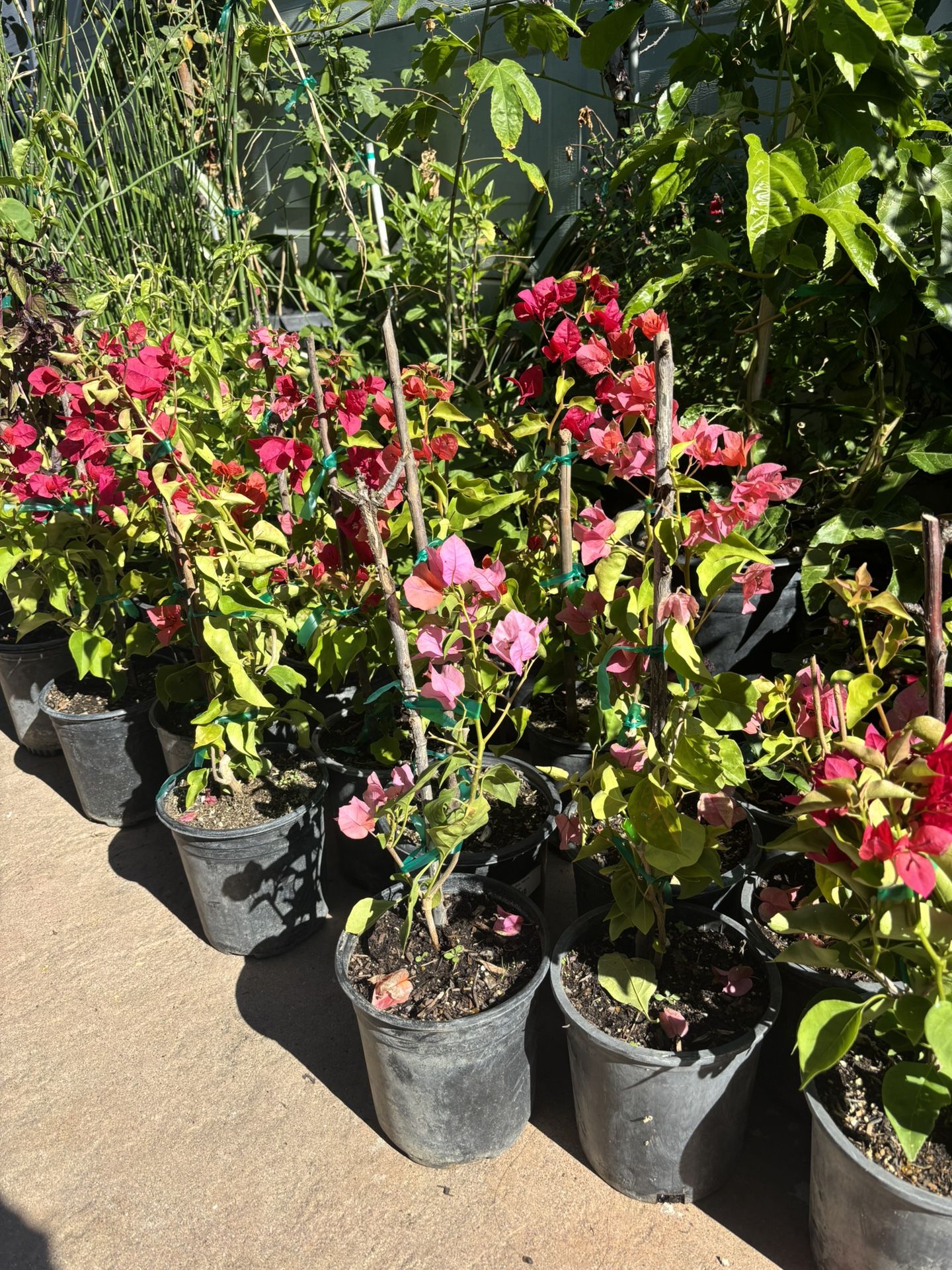 Bougainvillea Flowers