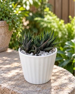 Zebra Haworthia (Haworthiopsis attenuata) Succulent + White Pot & Pebbles