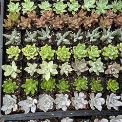 Succulent Drought Tolerant 
